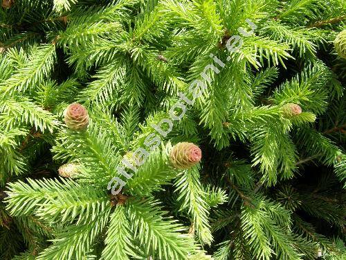 Picea abies 'Nidiformis'