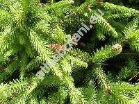 Picea abies 'Nidiformis'