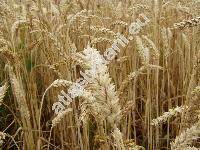 Triticum aestivum L.