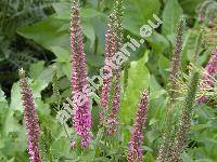 Pseudolysimachion spicatum 'Rosea ' (Veronica spicata L.)