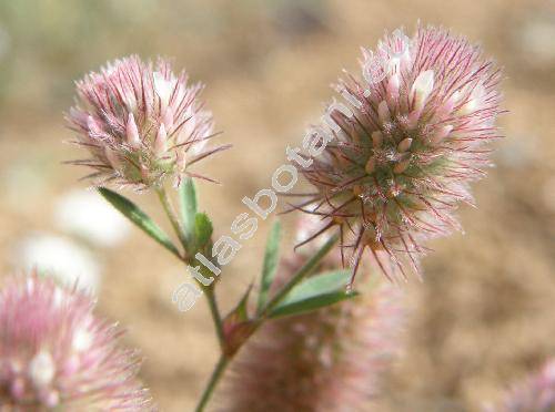 Trifolium arvense L.