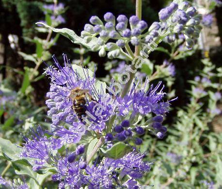 Caryopteris x clandonensis (Caryopteris incana x Caryopteris mongholica)
