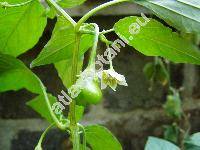 Capsicum baccatum