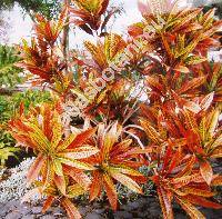 Codiaeum variegatum (Codiaeum pictum Hook., Croton variegatus L.)