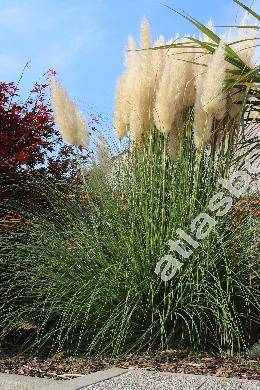 Cortaderia selloana (J. A. Schultes et J. H. Schultes) A. et Gr. (Cortaderia selloana (Schult. et Schult. f.) Asch. et Graebn., Gynerium argenteum Nees, Arundo dioeca Spreng.)