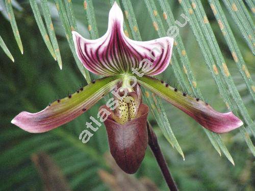 Paphiopedilum x Colorado
