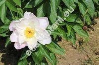 Paeonia lactiflora Pall. (Paeonia albiflora Pall., Paeonia chinensis, Paeonia edulis Sal.)