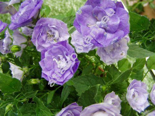 Campanula isophylla 'Dublin Blue' (Campanula isophylla Moretti)