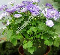Campanula isophylla 'Dublin Blue' (Campanula isophylla Moretti)