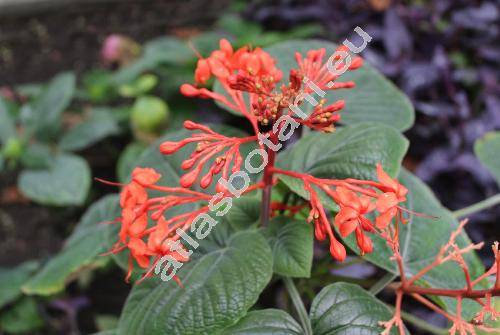 Clerodendrum speciosissimum Drap. (Clerodendrum fallax Lindl., Clerodendrum greyi Bak.)
