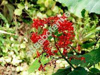Clerodendrum speciosissimum Drap. (Clerodendrum fallax Lindl., Clerodendrum greyi Bak.)
