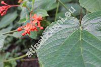 Clerodendrum speciosissimum Drap. (Clerodendrum fallax Lindl., Clerodendrum greyi Bak.)