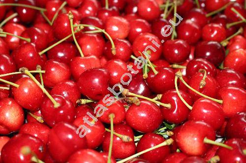 Prunus avium 'Belice' (Prunus avium subsp. juliana (L.) Janchen, Cerasus avium (L.) Moench, Prunus cerasus var. avium)
