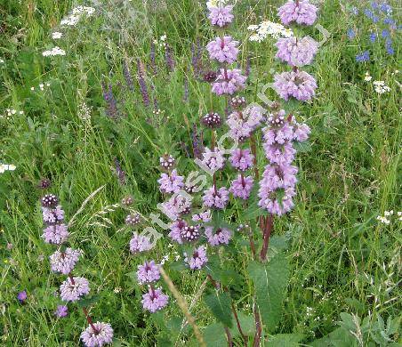 Phlomis tuberosa L. (Phlomoides tuberosa (L.) Moench)