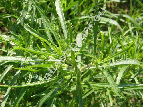 Plantago afra L. (Psyllium afra (L.) Mirb.)