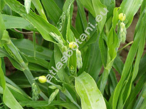Coix lacryma-jobi L. (Coix lacryma L.)