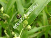 Coix lacryma-jobi L. (Coix lacryma L.)