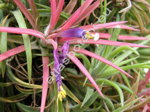 Tillandsia ionantha Planchon