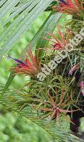 Tillandsia ionantha Planchon
