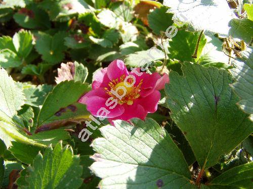Fragaria 'Red Ruby'