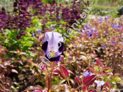 Torenia violacea