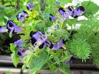 Torenia violacea