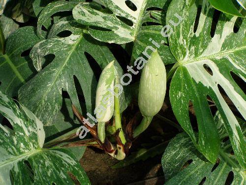 Monstera deliciosa Liebm. 'Variegata' (Philodendron pertusum Kunth et Bouch�)