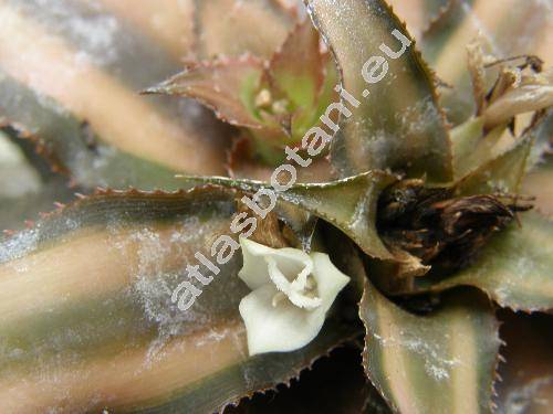 Cryptanthus roseus (Cryptanthus bivittatus Rgl.)