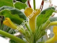 Uncarina roeoesliana (Uncarina roeoesliana Rauh)