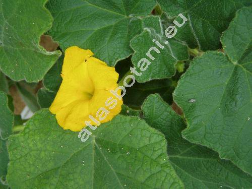 Uncarina roeoesliana (Uncarina roeoesliana Rauh)