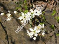 Prunus mahaleb L. (Cerasus mahaleb (L.) Mill., Padellus mahaleb (L.) Vass., Padus)