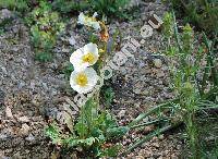 Papaver nudicaule L.