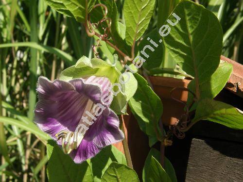 Cobaea scandens Cav.