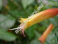 Cuphea micropetala Kunth (Parsonsia micropetala (Kunth) Hichc.)