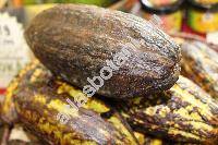Theobroma cacao L.