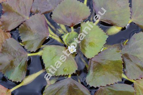 Trapa natans L. (Tribulus aquaticus Gars.)