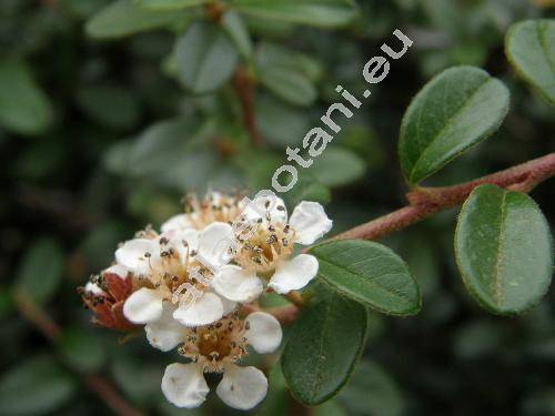 Cotoneaster dammeri (Cotoneaster dammeri Schneid.)