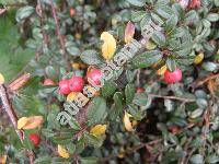 Cotoneaster dammeri (Cotoneaster dammeri Schneid.)