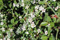 Cotoneaster dammeri (Cotoneaster dammeri Schneid.)