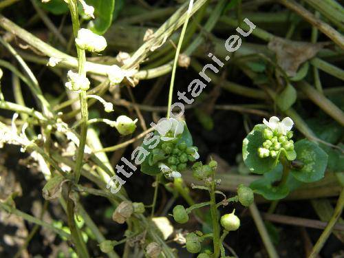 Cochlearia officinalis L.