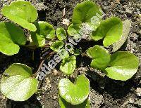 Cochlearia officinalis L.