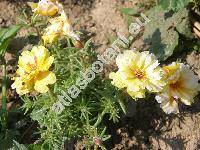 Portulaca grandiflora Hook.