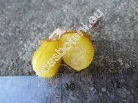 Physalis philadelphica Lamk. (Physalis ixocarpa Brot. ex DC.)