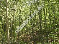 Carpinus betulus L.