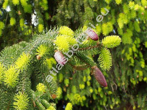 Picea abies (L.) Karst. (Picea excelsa Link, Pinus abies L.)
