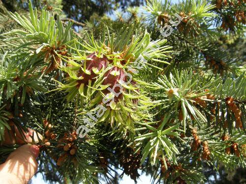 Pseudotsuga menziesii var. glauca (Beissn.) Franco (Pseudotsuga glauca (Beissn.) Schwer.)