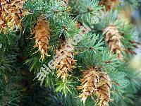 Pseudotsuga menziesii var. glauca (Beissn.) Franco (Pseudotsuga glauca (Beissn.) Schwer.)