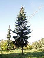 Pseudotsuga menziesii var. glauca (Beissn.) Franco (Pseudotsuga glauca (Beissn.) Schwer.)