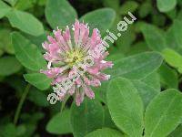 Trifolium medium L.