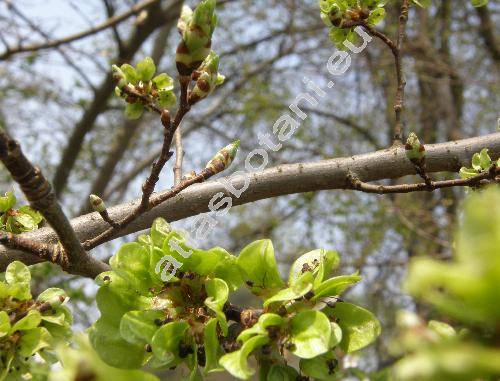 Ulmus glabra Hudson (Ulmus scabra Mill., Ulmus montana auct.)